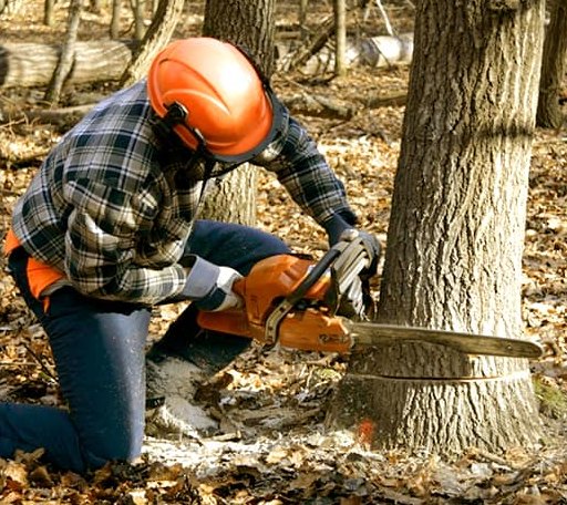 Tree Removal in Gordon, TX